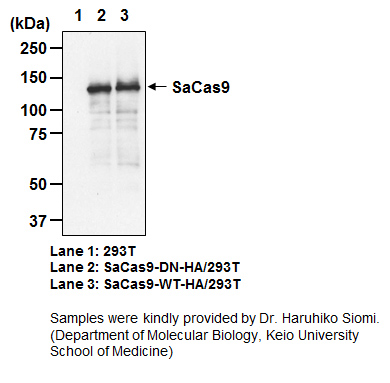 Anti-SaCas9 mAb