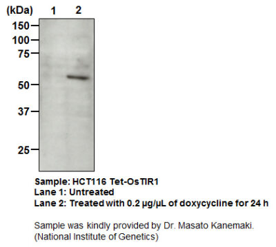 Anti-OsTIR1 pAb (Polyclonal Antibody)