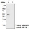 Anti-CD81 (TAPA1) wb