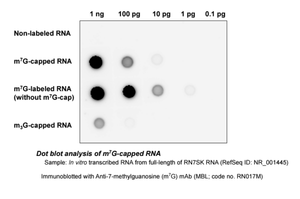 Anti-7-methylguanosine (m7G) mAb