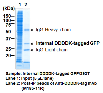 Anti-DDDDK-tag mAb-Magnetic Beads