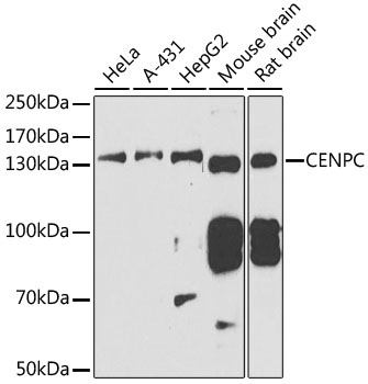 CENPC Rabbit pAb