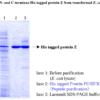 His tagged Protein PURIFICATION KIT