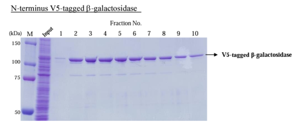 V5-tagged Protein Purification Gel