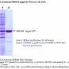 Purification and enzymatic activity of N-terminal DDDDK tagged β-galactosidase