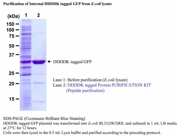 Purification and enzymatic activity of N-terminal DDDDK tagged β-galactosidase