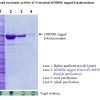 DDDK Procedure Summary Diagram