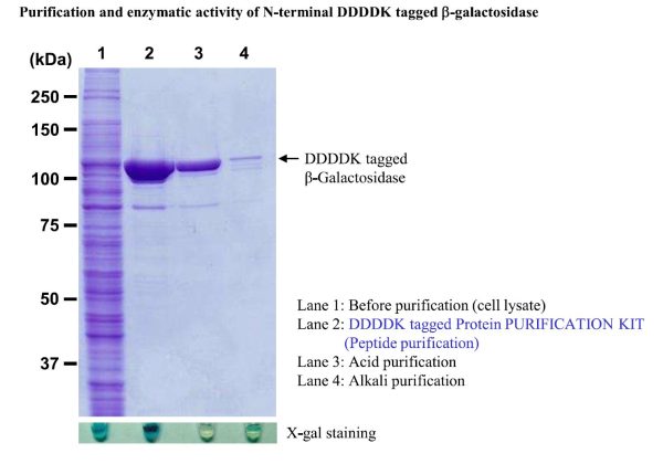 DDDK Procedure Summary Diagram