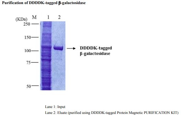 DDDDK-tagged Protein Magnetic Purification Kit