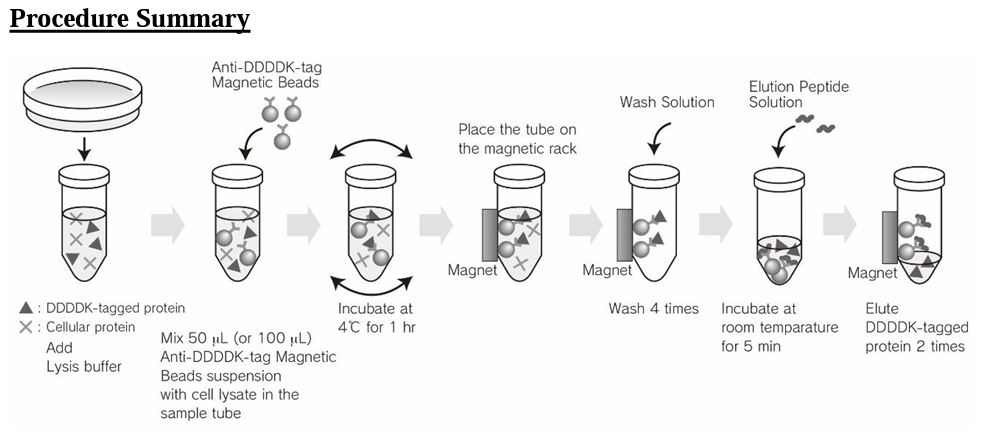 DDDDK-tagged Protein Magnetic Purification Kit (Trial Kit)