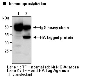 Anti-HA-tag pAb-Agarose (Polyclonal Antibody)