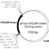 pFucci-S/G2/M Green (Cloning vector)
