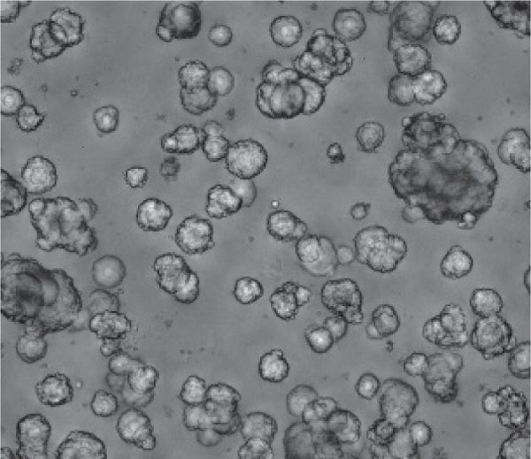 Organoid formation using Afamin/Wnt3a