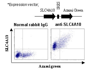 Anti-SLC4A10 (NCBE) (Human) pAb (Polyclonal Antibody)