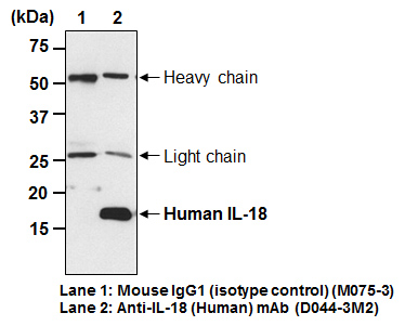 Anti-IL-18 (Clone 125-2H) (Human) mAb (Functional Grade) (Monoclonal Antibody)