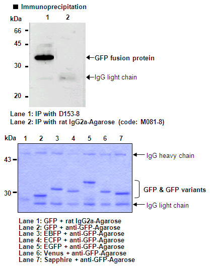 Anti-GFP (Green Fluorescent Protein) mAb-Agarose (Monoclonal Antibody)