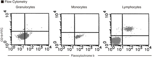 Anti-Flavocytochrome b558 (Human) mAb (Monoclonal Antibody)