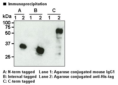 Anti-His-tag mAb-Agarose (Monoclonal Antibody)