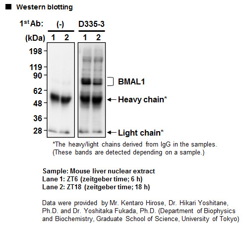 Anti-BMAL1 mAb(Monoclonal Antibody)