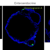 Mouse pancreatic organoids using FGF-Max