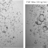 Mouse organoids using FGF-Max