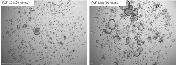 Mouse organoids using FGF-Max