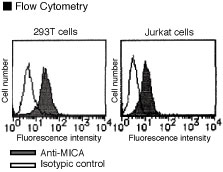 Anti-MICA (Human) mAb (Monoclonal Antibody)