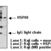 Anti-Hsp40 mAb WB