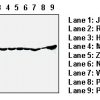 Anti-Hsp40 mAb IP