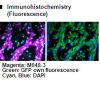 Anti-GFP mAb for My select sampler set IP