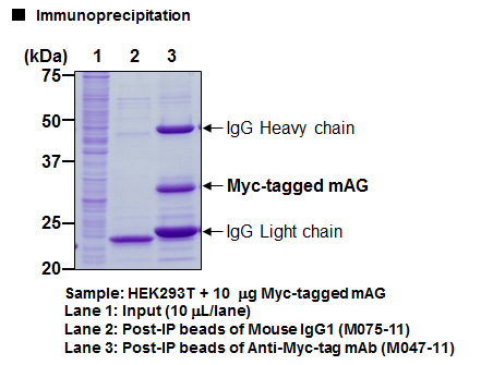 Mouse IgG1 (isotype control)-Magnetic Beads (formerly code #M075-11MS)
