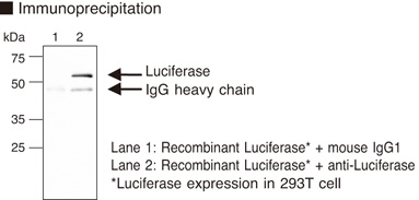 Anti-Luciferase mAb (Monoclonal Antibody)