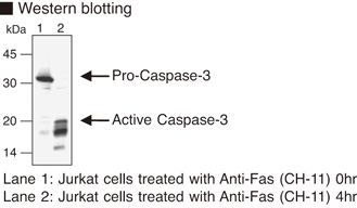 Anti-Caspase-3 (Human) mAb (Monoclonal Antibody)