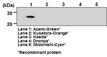 Anti-monomeric Azami-Green 1 mAb