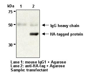Anti-HA-tag mAb (Monoclonal Antibody)