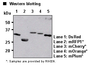 Anti-RFP mAb (Monoclonal Antibody)