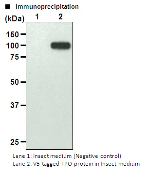Anti-V5-tag mAb-Magnetic Agarose (Monoclonal Antibody)