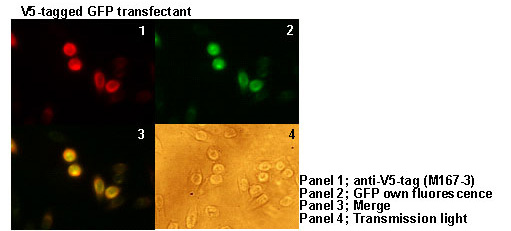 Anti-V5-tag mAb (Monoclonal Antibody)