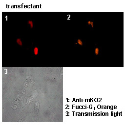 Anti-monomeric Kusabira-Orange 2 mAb (Monoclonal Antibody)