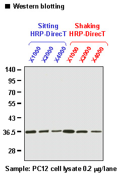 Anti-GAPDH mAb-HRP-DirecT