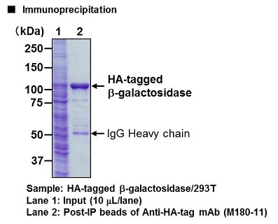 Anti-HA-tag mAb-Magnetic Beads (Monoclonal Antibody)