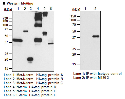 Anti-HA-tag mAb-HRP-DirecT (Monoclonal Antibody)