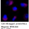 Anti-HA-tag mAb