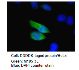 Anti-DDDDK-tag mAb (Monoclonal Antibody)