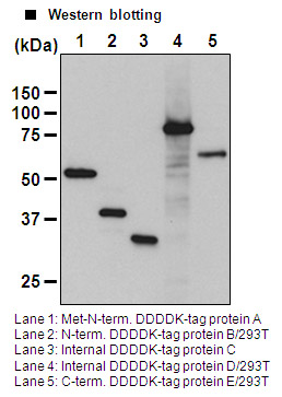 Anti-DDDDK-tag mAb-HRP-DirecT (Monoclonal Antibody)