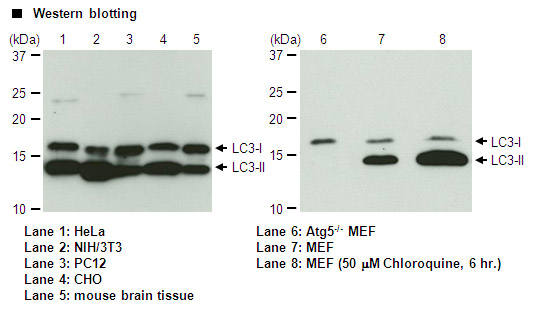 Anti-LC3 mAb for My select sampler set (Monoclonal Antibody)