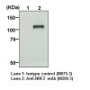 Anti-NRF2 mAb WB