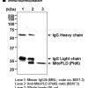 Anti-MitoPLD (Pld6) mAb ip