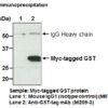 Anti-GST-tag mAb