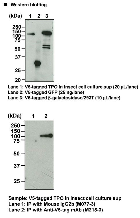 Anti-V5-tag mAb-HRP-DirecT (Monoclonal Antibody)